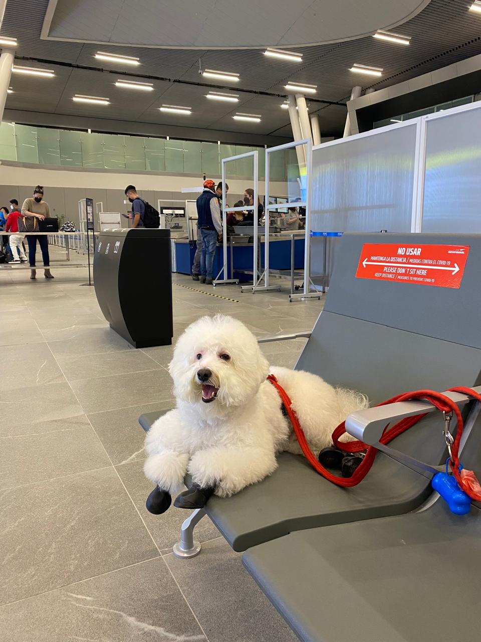 Foto de Milo, un Bichon Frise