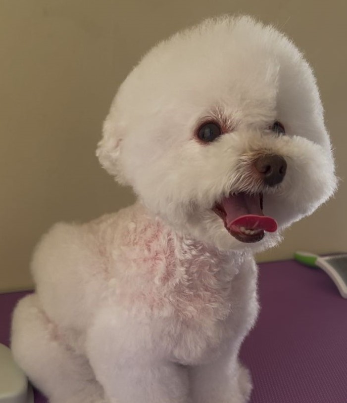 Foto de Wanda, un Bichon frise toy